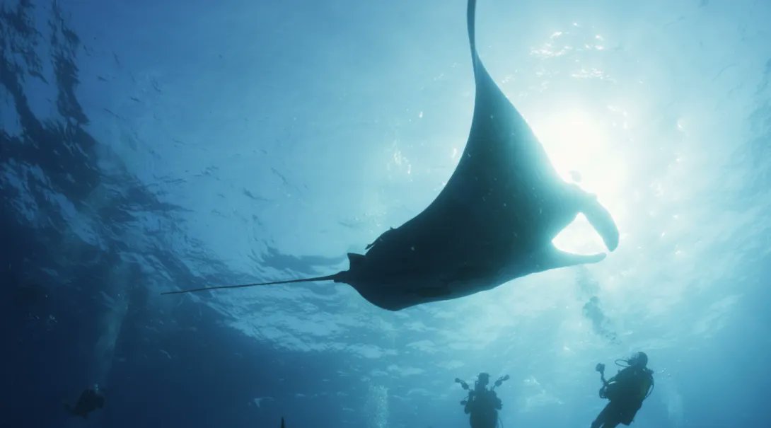 Port Jeff Doc Series tweet media