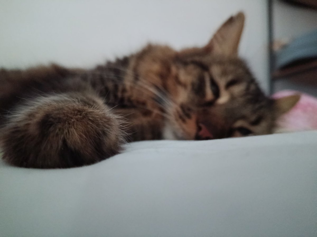 Me recosté a reposar  el dolor de la endometriosis y está garrita se me puso al lado❤️‍🩹😍❤️‍🩹