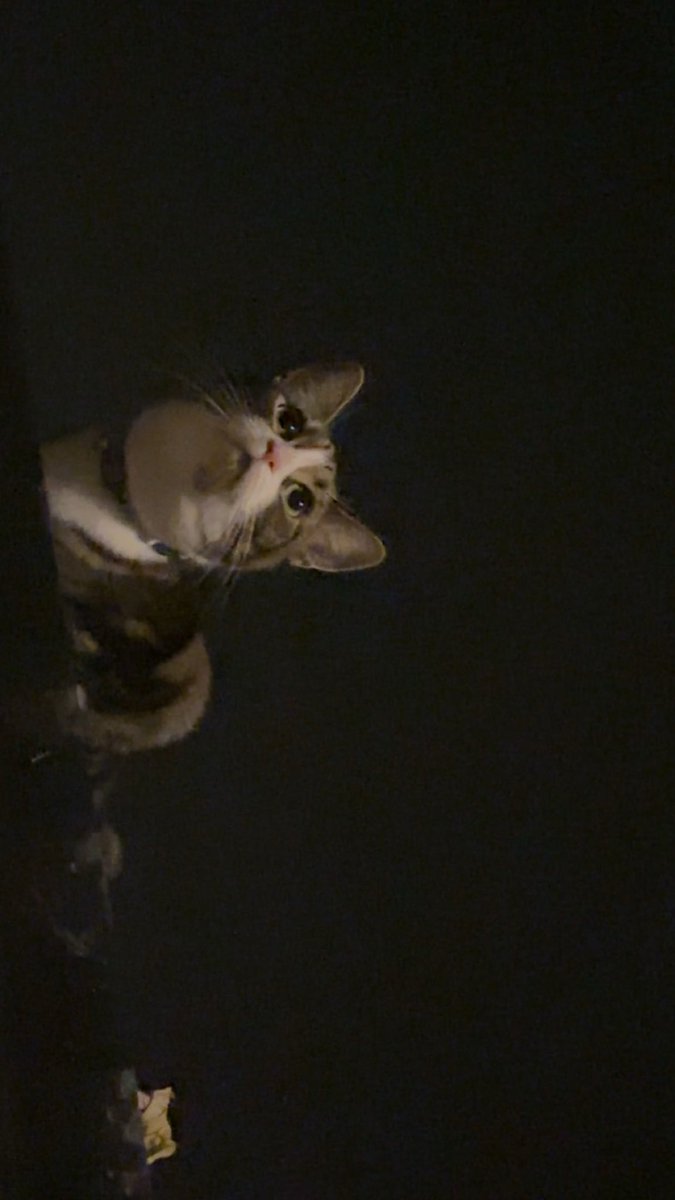 🐈‍⬛ tweet media