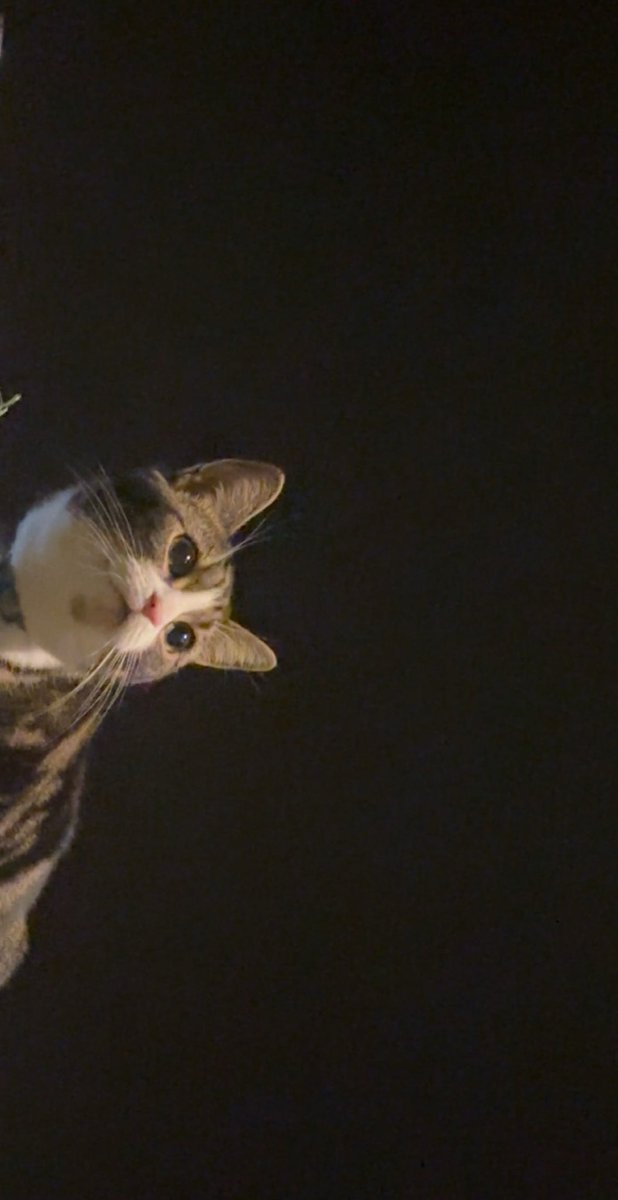 🐈‍⬛ tweet media