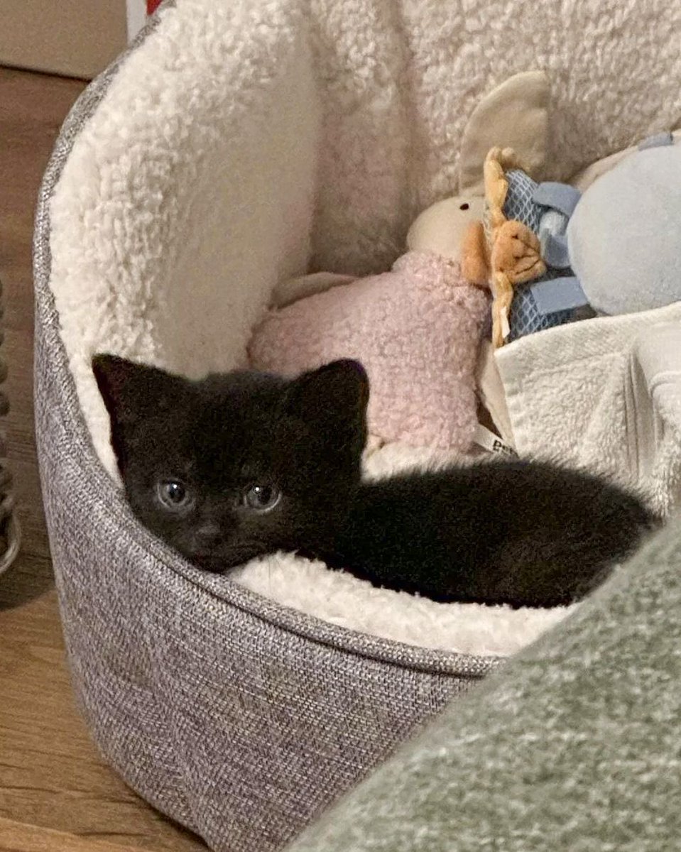 Black cats are not bad luck (@visualscat) on Twitter photo 