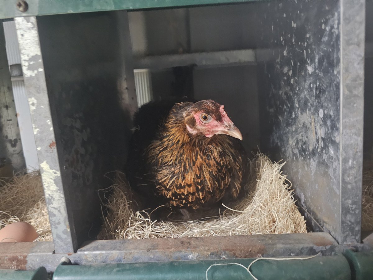 Going to make a feather suit :3 based on this chicken!