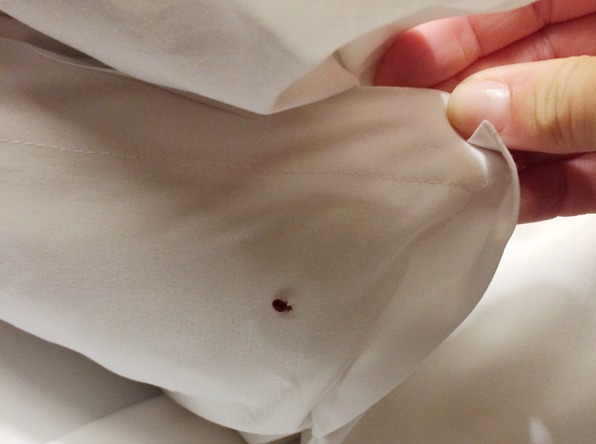 tasselline's tweet image. Bed bugs don’t RSVP — they just move in. 😖

Tasselline breaks down how to detect, treat &amp;amp; prevent bed bug infestations like a pro. Sleep tight — no bites tonight! 💤

👉 tasselline.com/professional-b…

#BedBugTips #HomeCare #PestControl #SingaporeLiving #BedBugTreatment