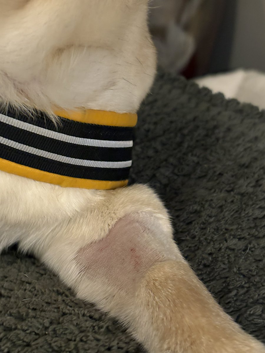 classof22swift's tweet image. For Halloween, Max is going as the tortured pug out of the asylum (the vets)