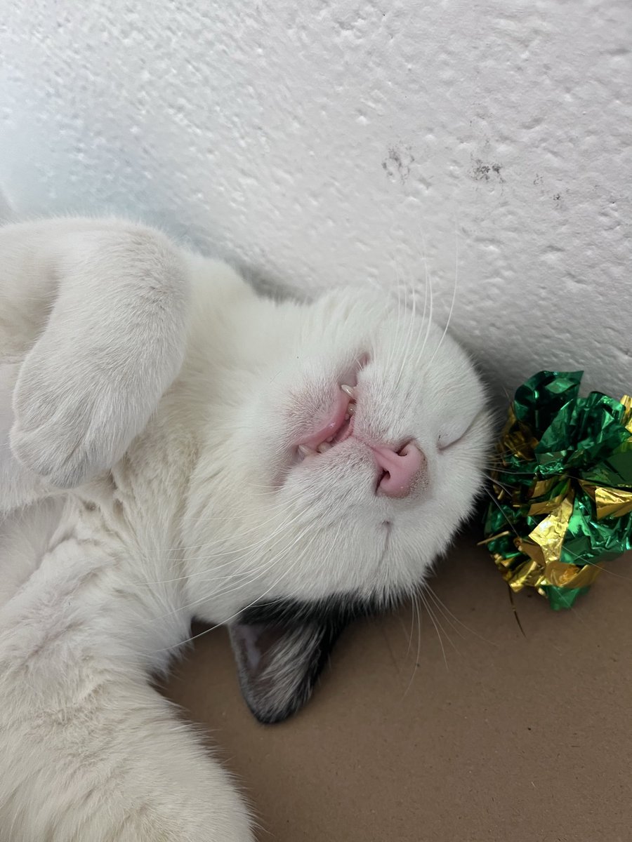 Kitty Day tweet media