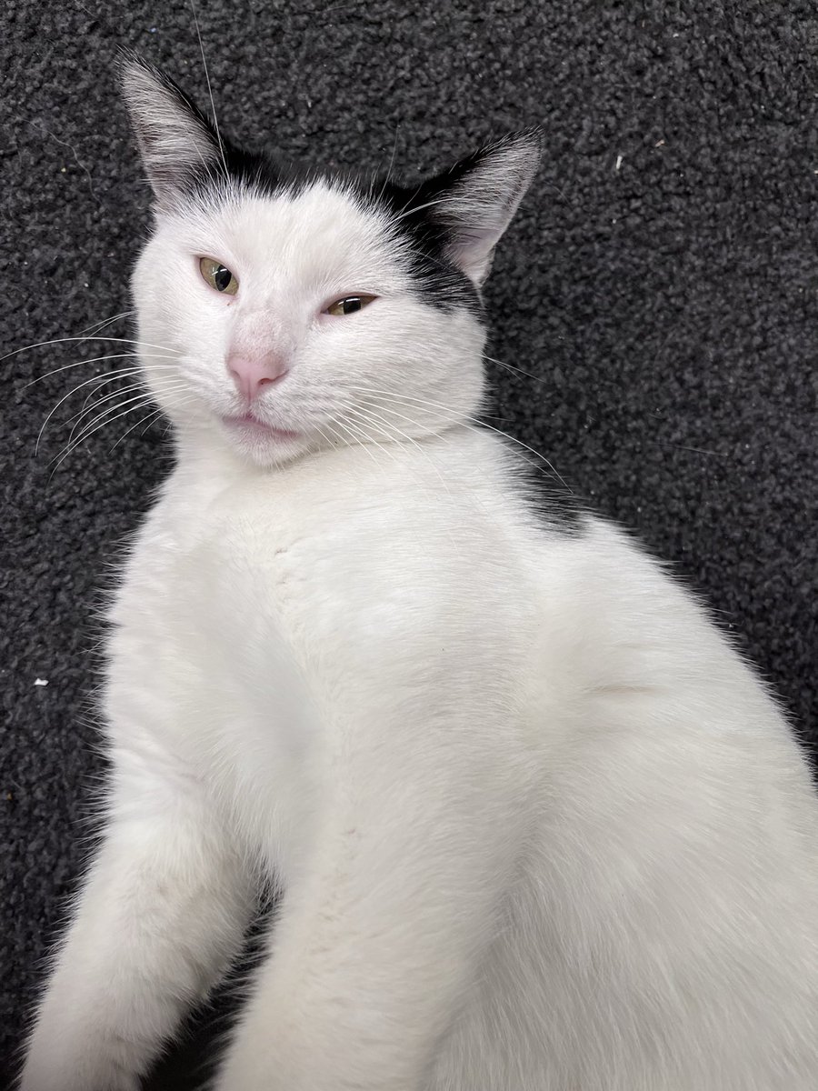 Kitty Day tweet media