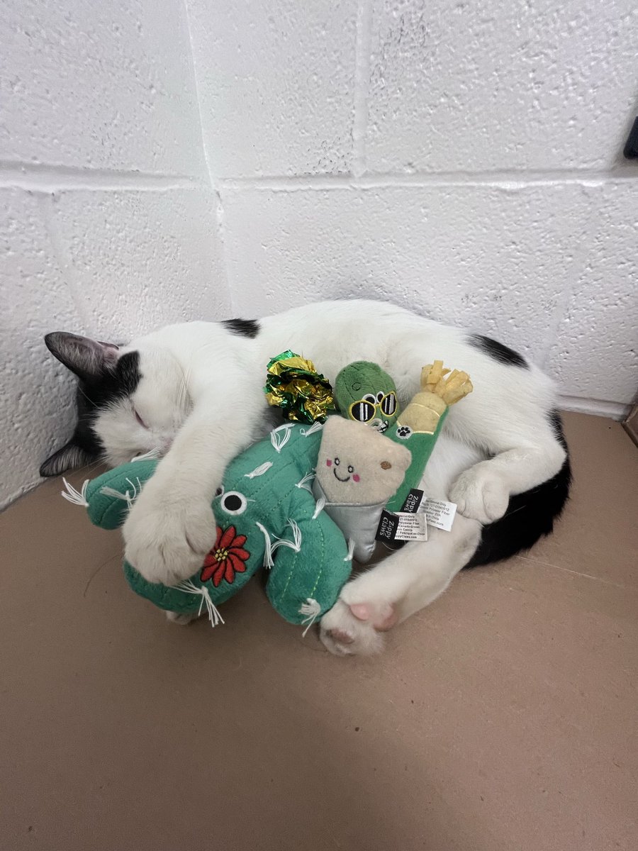 Kitty Day tweet media