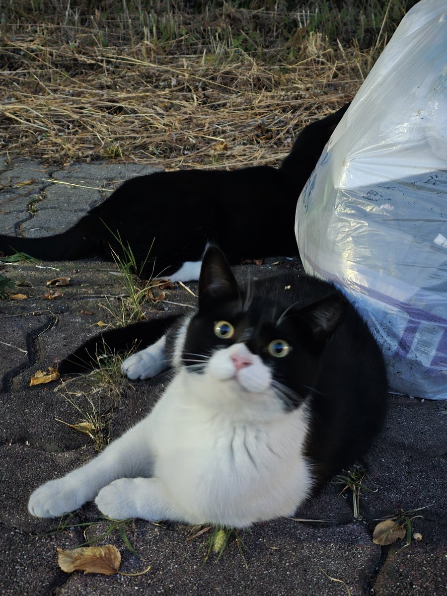 얘들 기억난다. 사람이 다가가든 말든 '문제있숴?'하던 친구들.