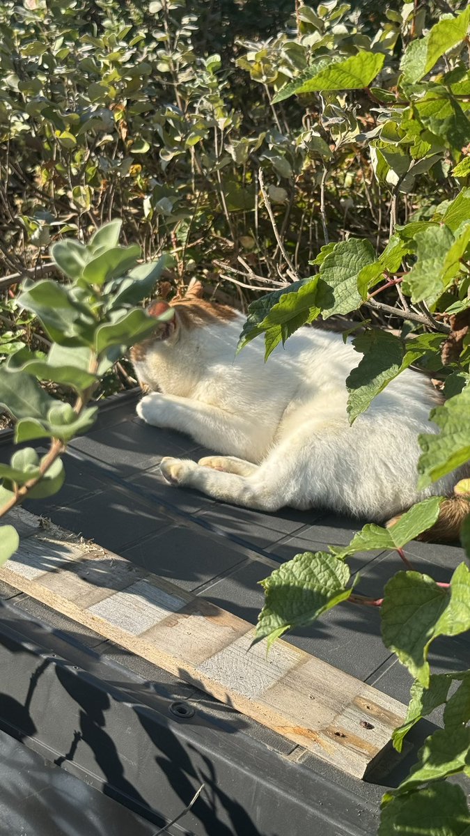 Poyo_Unknown's tweet photo. 猫🐈 https://t.co/6la9upX9yx
