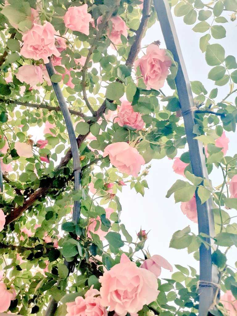 雨の日には
降り注ぐバラを✨