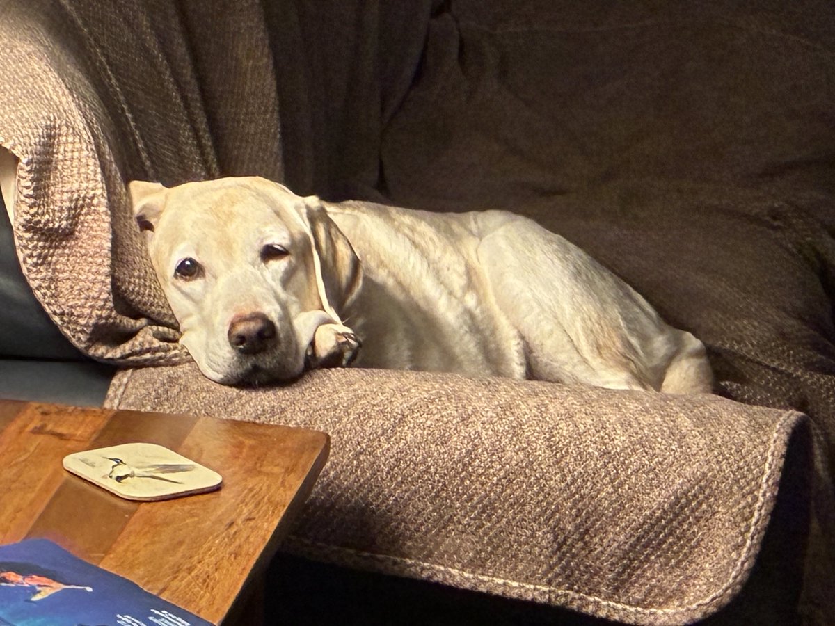 S_Mathuin's tweet image. It was very nice of M&amp;amp;D to get this nice sofa for me.