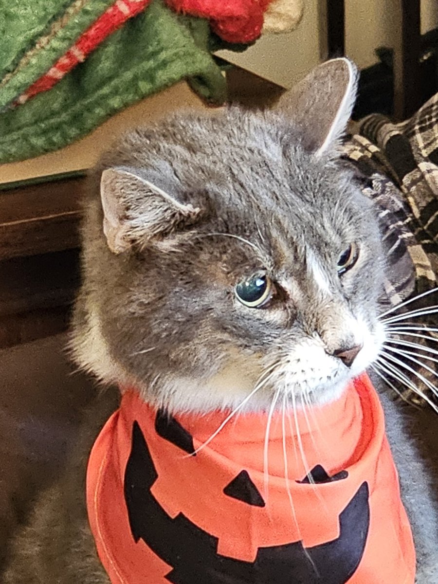 Garfunkel is ready for Halloween. #laurascats #CATSOFTWITTER #catsoffacebook #catsofinstagram #catlovers #catsarefamily #calmingeffectsofcats
