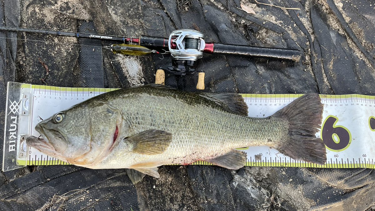 漂流物 epaves1 【ボールペン線引き有】 漂流物 epaves1 【ボールペン