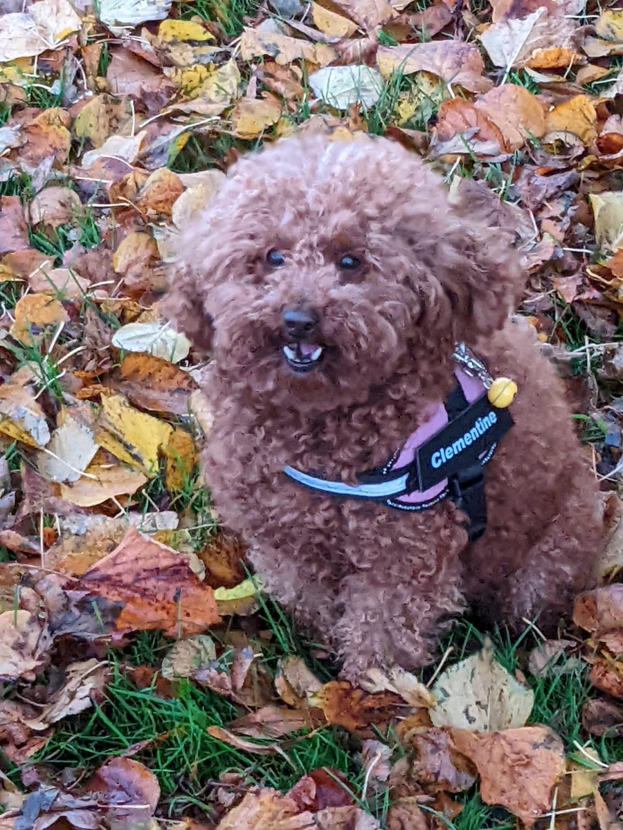 🆘28 OCT 2025 #Lost Clementine #ScanMe
Red/White fur on her back left leg Poodle Toy Female
Mauldslie Woods #ClydeValley #ML8
County #Clydesdale South Lanarkshire #Scotland doglost.co.uk/dog/200631