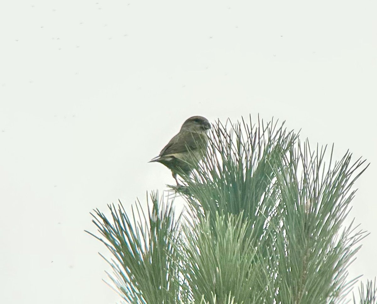 Ben_c_m_18's tweet image. A very mobile group of 5 Crossbill were my first non vis-mig birds for the #patch today, but very tricky to photograph! Best I could manage… @SwillyIngsBG
