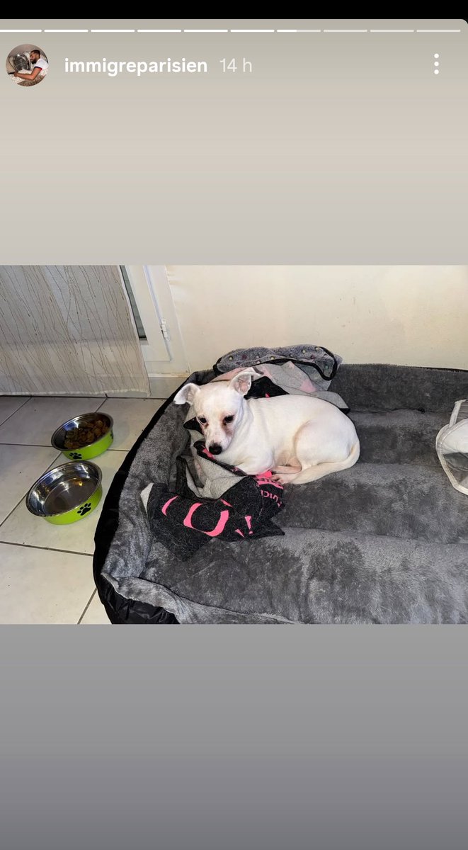 OursDeParis's tweet image. Bonjour ce p'tit chien 🐕 vient de perdre son maître...
On lui chercher une famille pour l'accueillir et le consoler 💔
Région Lille Arras Tourcoing privilégiées
Mais Paris et RP possible....