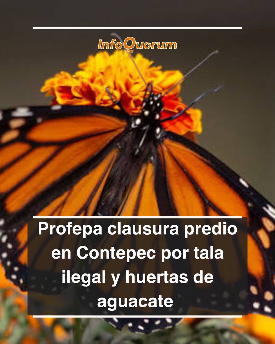 El 29 de octubre, la #Profepa anunció la clausura temporal de un predio de 5 hectáreas en #Contepec, #Michoacán. 🏞️

La medida se tomó tras recibir una denuncia por un cambio no autorizado de uso de suelo para establecer huertas de aguacate. 🌳🥑

Según la dependencia, esta zona