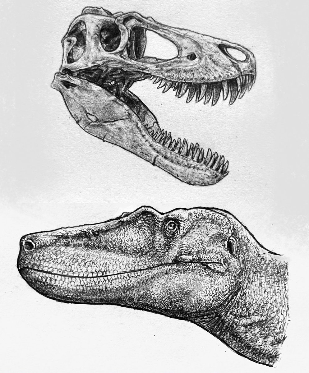 Nanotyrannus lethaeus - BMRP 2002.4.1