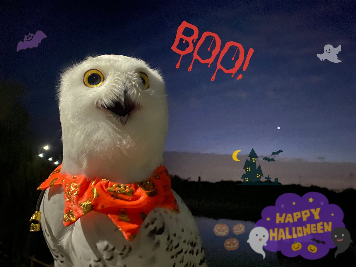 wattan0214's tweet photo. Happy Halloween🎃👻

#ハロウィン #HALLOWEEN #HappyHalloween #シロフクロウ #SnowyOwl https://t.co/x0ASRWI6hR