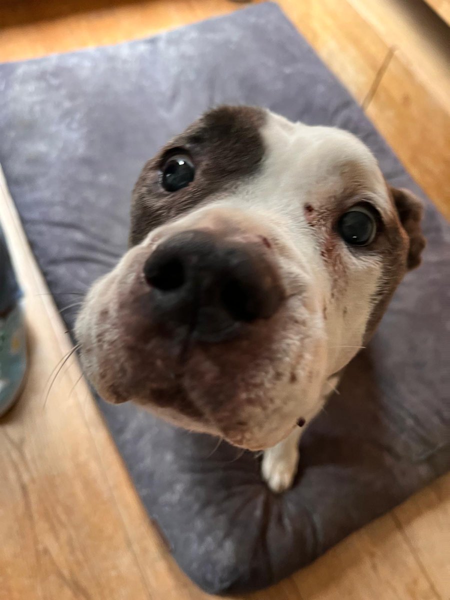 Dennis Mons tweet media