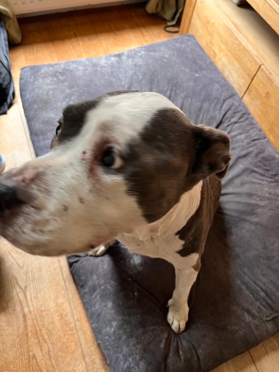 Dennis Mons tweet media