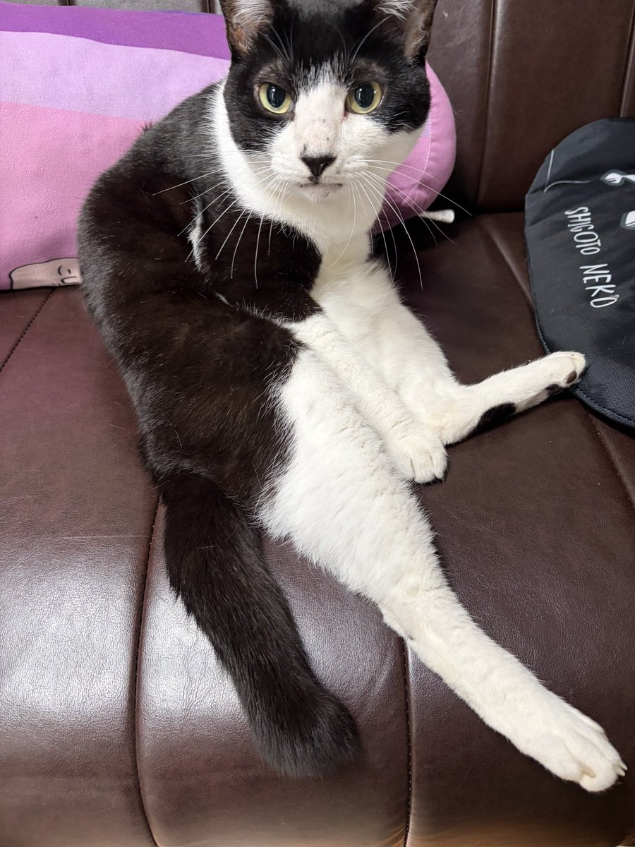 れおポンタ@狙うはべるーにゃ日本一 on X