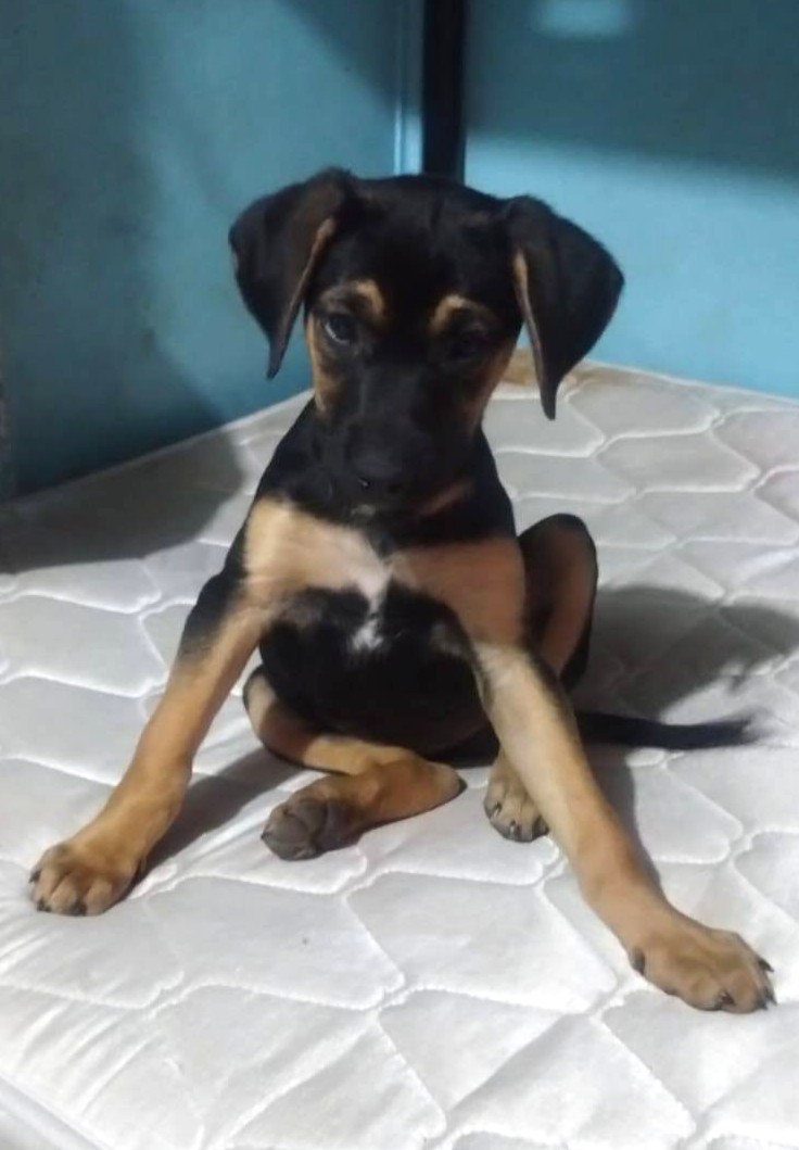 Urgente! Se necesita HT u HD para esta hermosa cachorrita, de entre 3 a 4 meses, rescatada de manos de un alcohólico que solía golpearla. Si deseas cambiarle la vida a esta pequeñita y darle amor y los cuidados que tanto necesita, escribe al +56978750956. Favor RT!
#Renca