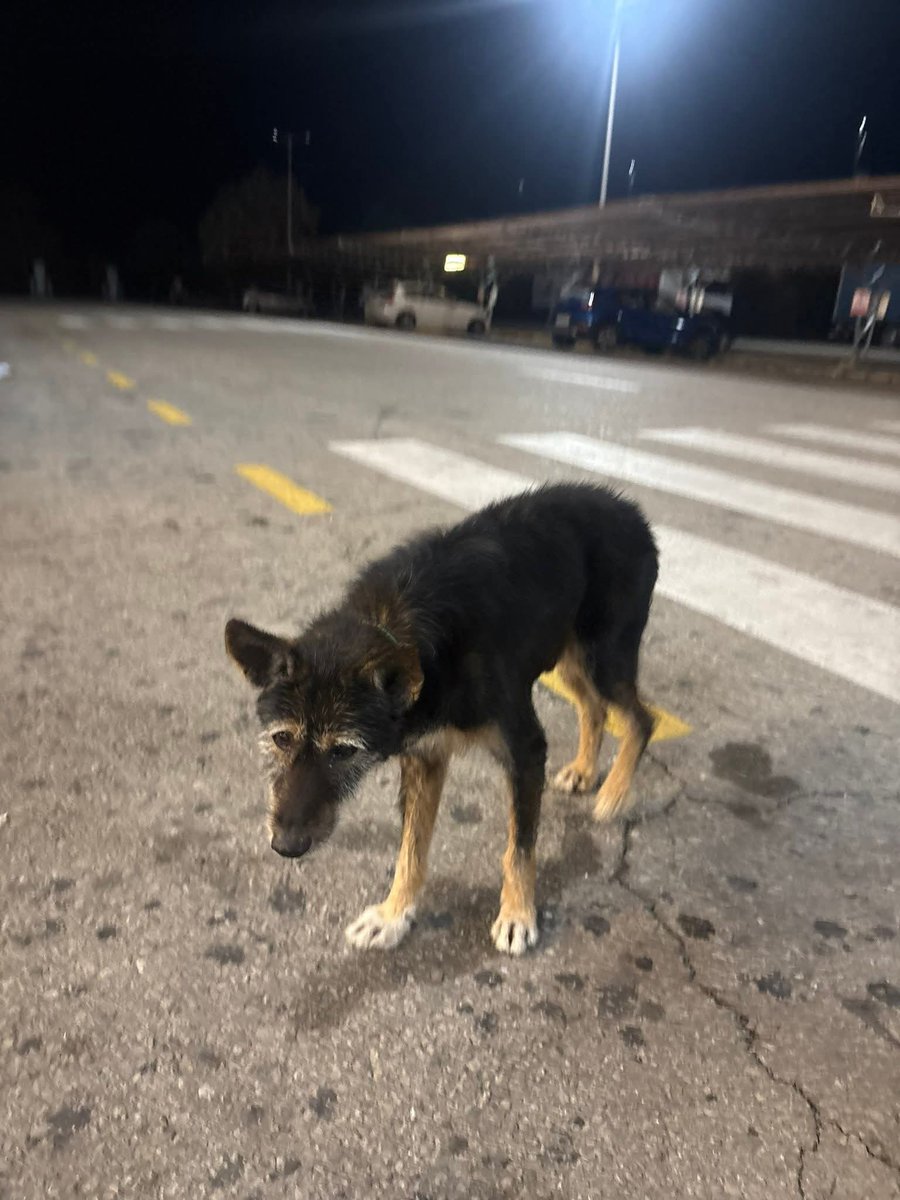 #Granada
Piden difusión para este abuelito. Llegan el frío y las lluvias, necesita con urgencia un hogar.

Está en Loja.
Contacto; solo WhatsApp 659 58 14 82