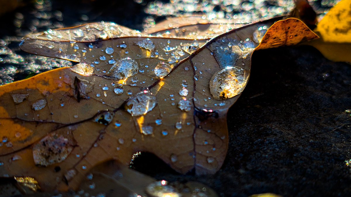 asterisque79's tweet photo. Nice walk in the afternoon today :)
#flower #waterdrops #leaf #snowberry #autumn #photography https://t.co/nsWbHQHmK9