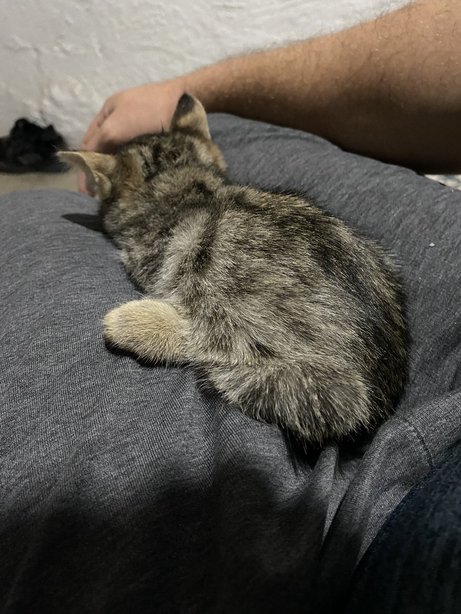 Bu hayatta birşey olamadım,birşey başaramadım bir halt olamadım ama seni ve senin gözlerini kurtarıcam gerekirse ben batıcam ama sen yaşayacaksın kedi hayatıma girişin tesadüf olamaz