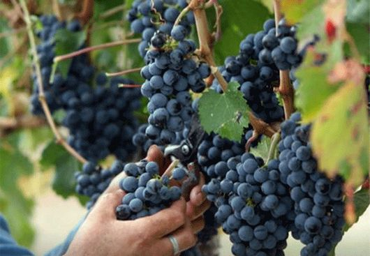 Pensar que durante años las uvas criollas fueron vistas como simples variedades de volumen, sin el prestigio de las cepas europeas. Sin embargo, en los últimos tiempos, algo cambió. 
Seguir leyendo en ...
vinosypasiones.com/2025/10/30/uva…