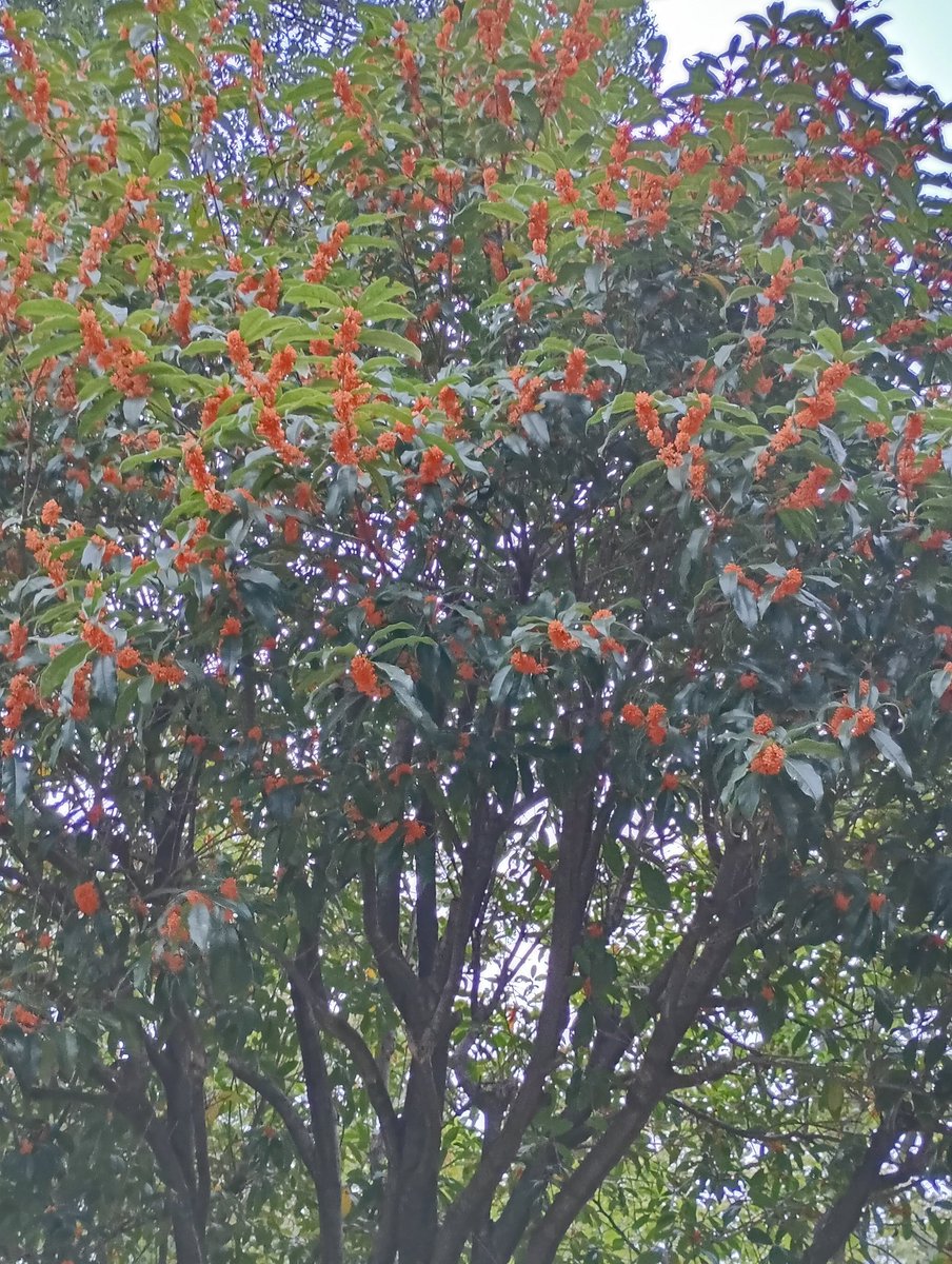 Ｘ(旧Twitter)界の皆様、おはようございます🌅
２０２５年１０月３１日(金曜日👑)です。
今日がお誕生日の皆様、おめでとうございます🎉
今日もいい一日にしていきましょう🍁
#花のある暮らし
#花のある風景