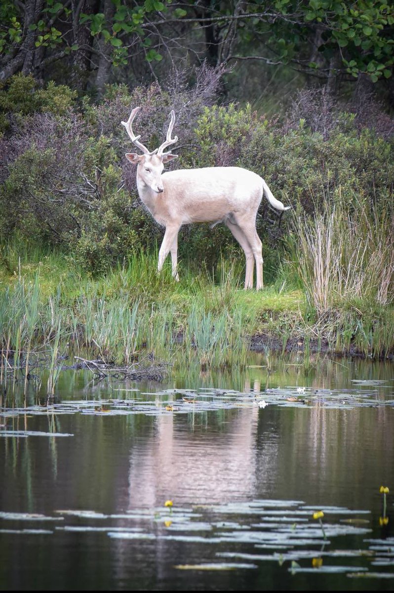 QQSource's tweet image. Don’t you love new timeline with new magnificent animals?