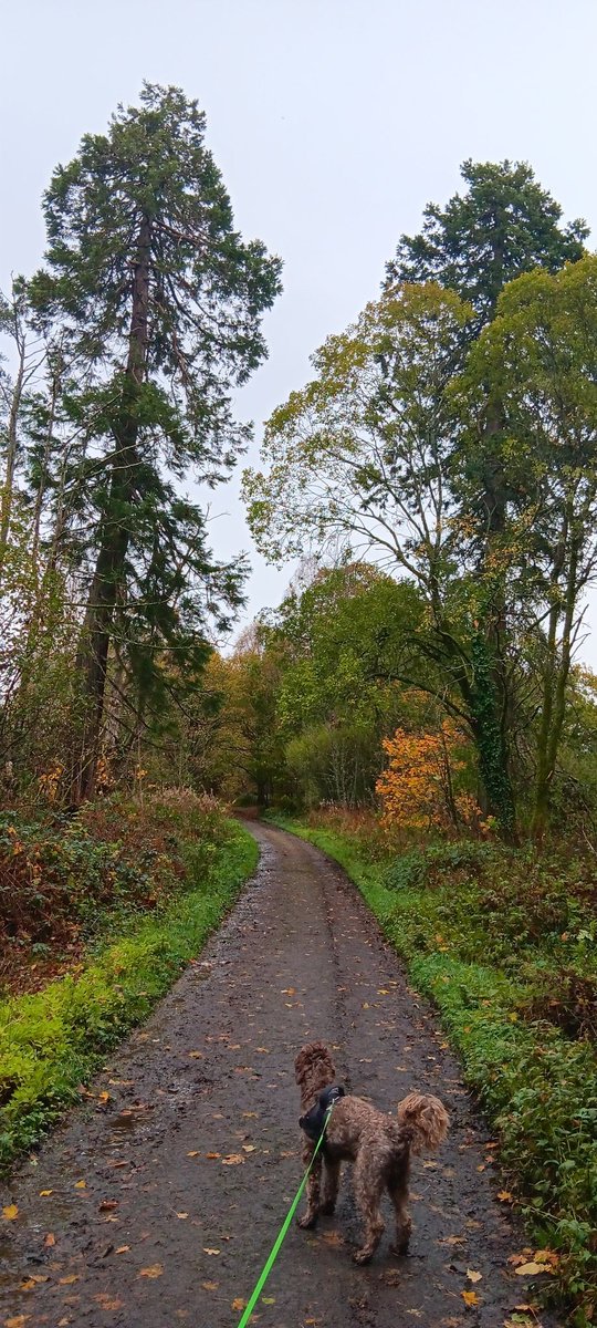 Oh ! A tired day! My Dash walk was wet, but i did do the final voice over for the climate change podcast and did write a lot! Up at 4.15 am tomorrow!! Yuck!