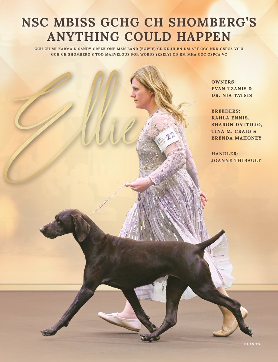 Showsight's tweet image. NSC MBISS GCHG CH SHOMBERG’S ANYTHING COULD HAPPEN

Beautifil Ellie⭐

showsightmagazine.com/dog-breeds/ger…

#germanshorthairedpointer #purebred #dogshow #dogshow2025 #bestinshow #bestinshowsight #showsightmag
