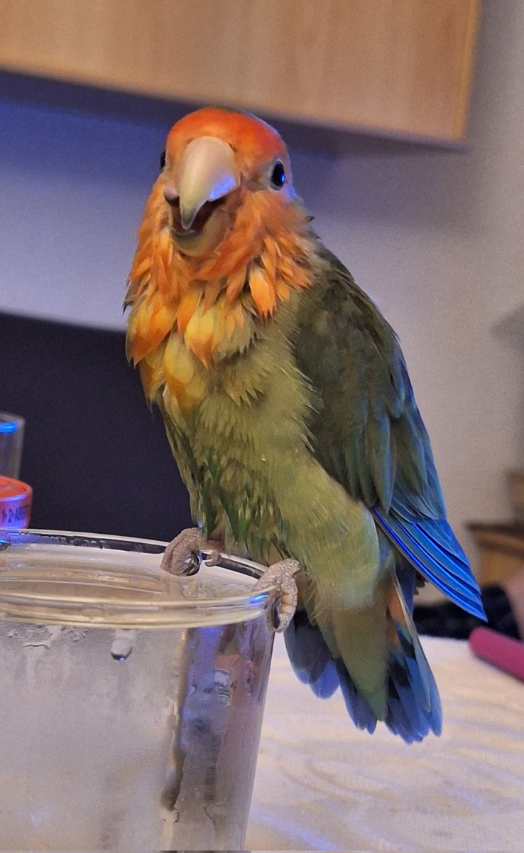 PatrixACNH's tweet image. Le he sacado esta foto a Pollo y como no compartirla...😂