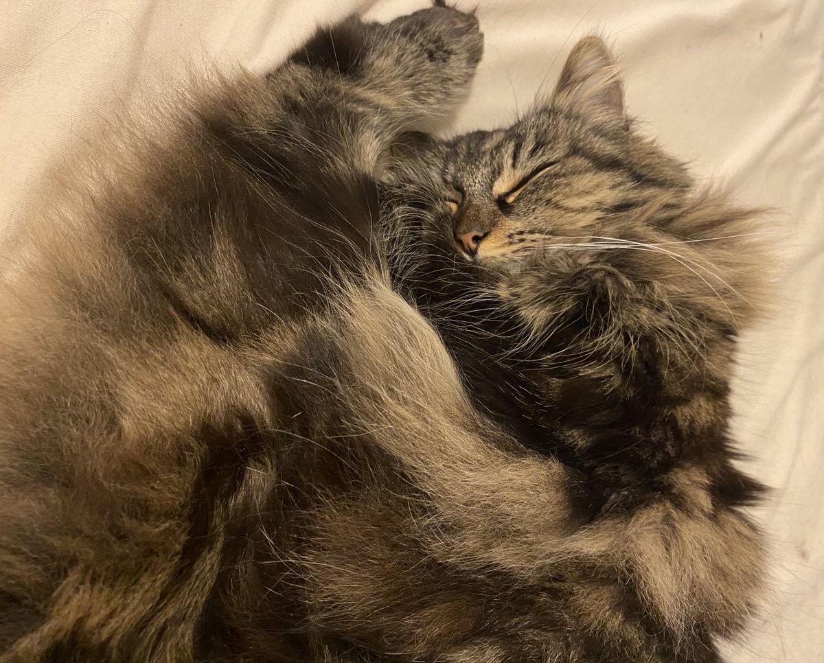 SmallInverstor's tweet photo. Resumen de hoy, rutina as always:
Trabajo✂️
Gym+zumba 💃🏻
Mimos con mi gata 🦁 
Cenita: albóndigas + patatas fritas al microondas🍽️
Auroras boreales🌌 https://t.co/5XYZxO5ItV
