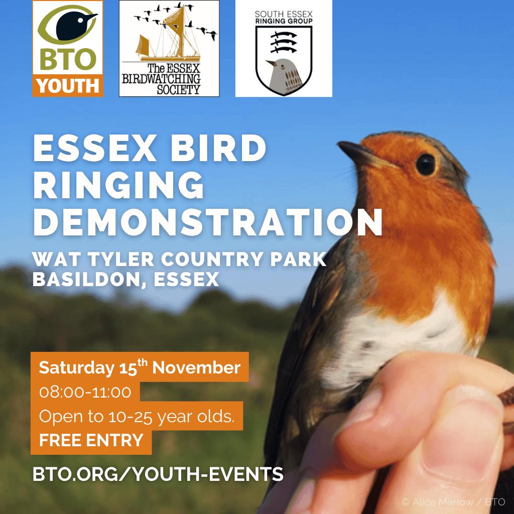 <a href="/EssexBirdNews/">EBwS Bird News</a>, <a href="/SouthEssexRG/">South Essex Ringing Group</a> and <a href="/_BTO/">BTO</a> Youth are holding a bird-ringing demonstration for u25s on 15th November at Wat Tyler CP. To find out more and book your place visit bto.org/our-work/event…