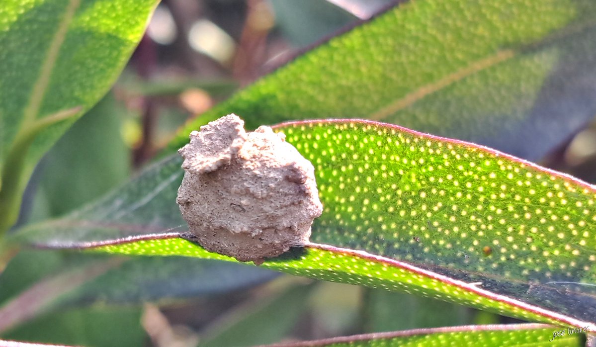 Nido de avispa alfarera.
Estas avispas construyen nidos de barro con forma de olla o vasija.

#Melilla #Otoño