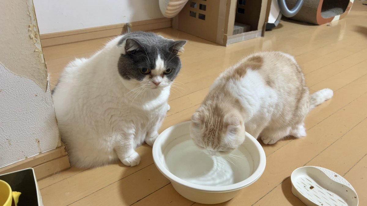 Kendo92go's tweet image. お先にどうぞ 待つにぃに