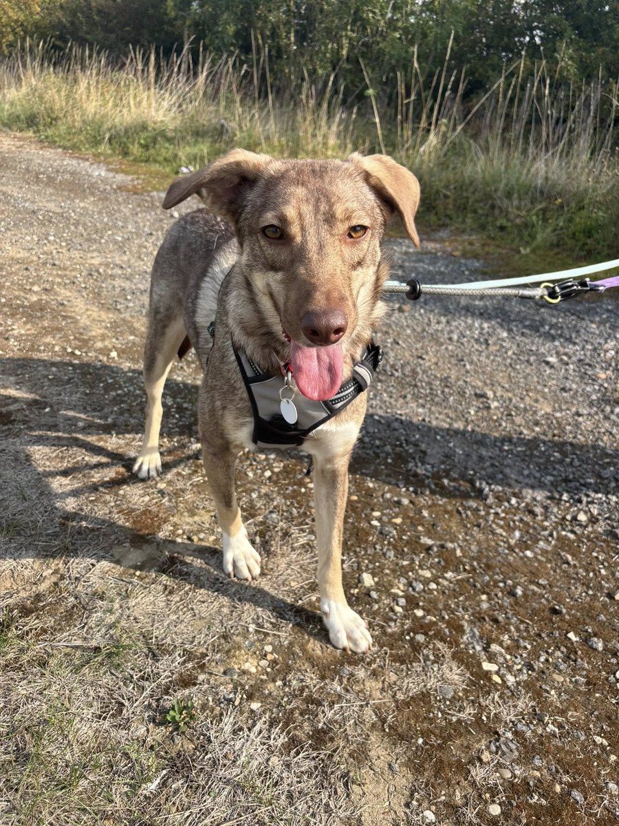 Rescue dogs for rehoming tweet media