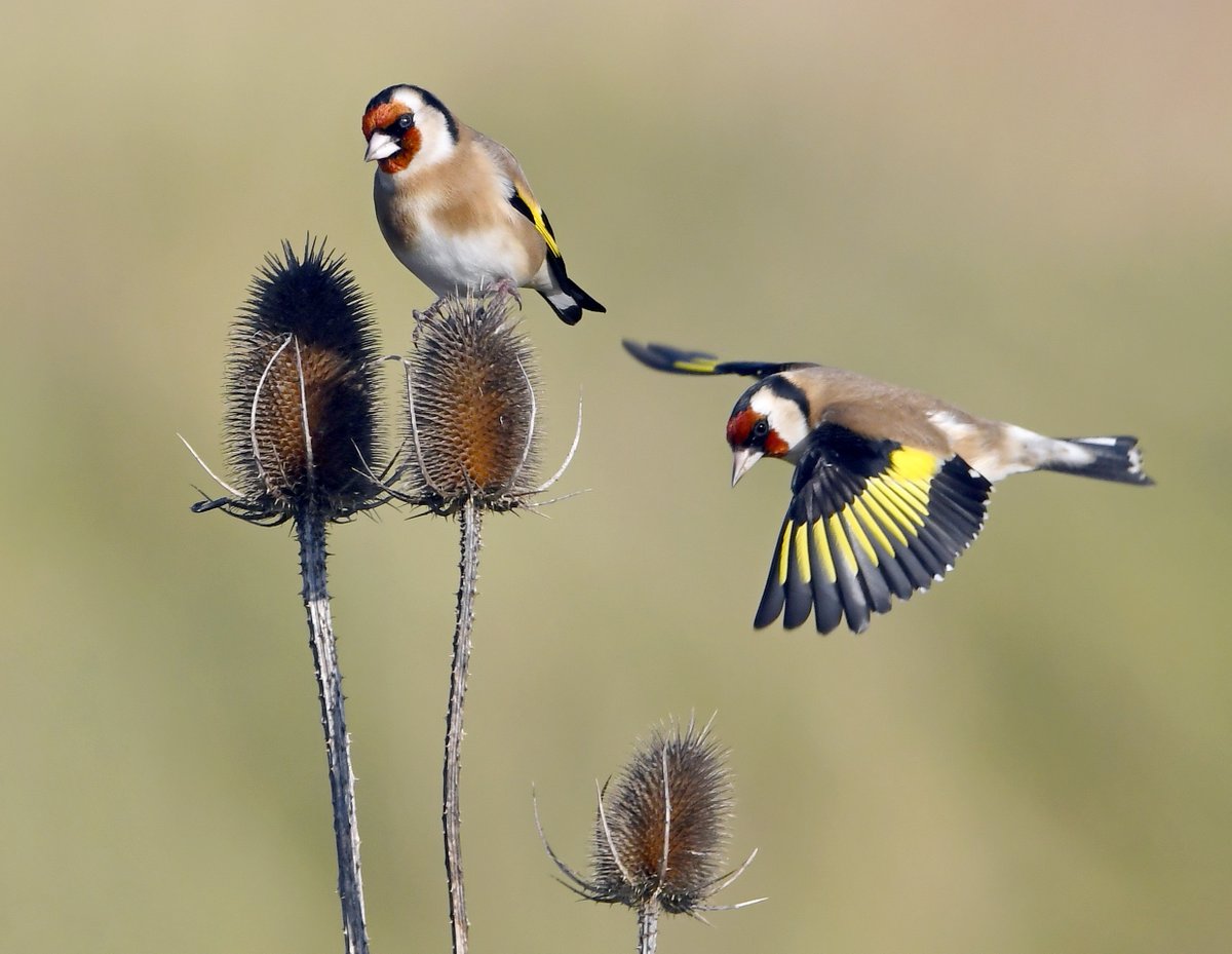 Carl Bovis tweet media