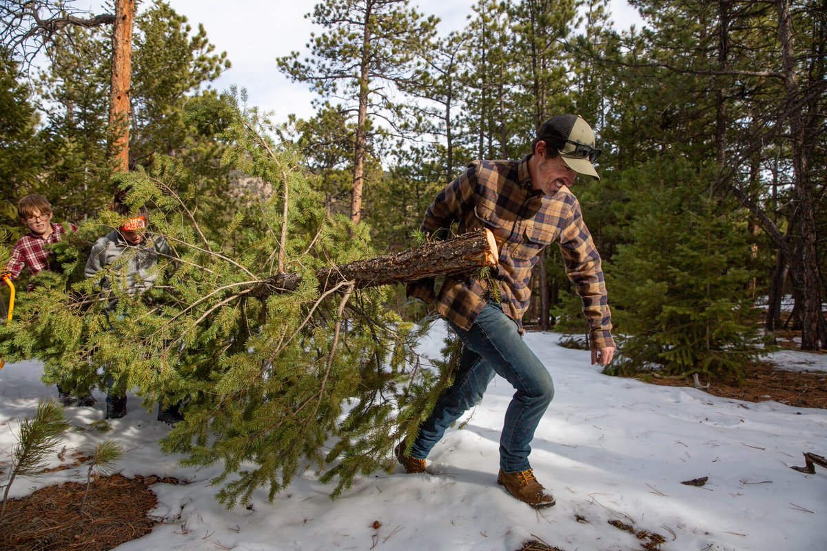 All that to say, the permit application window to cut down your own tree at Golden Gate Canyon opens Nov 1st. 

More info here: cpw.state.co.us/news/10302025/…
