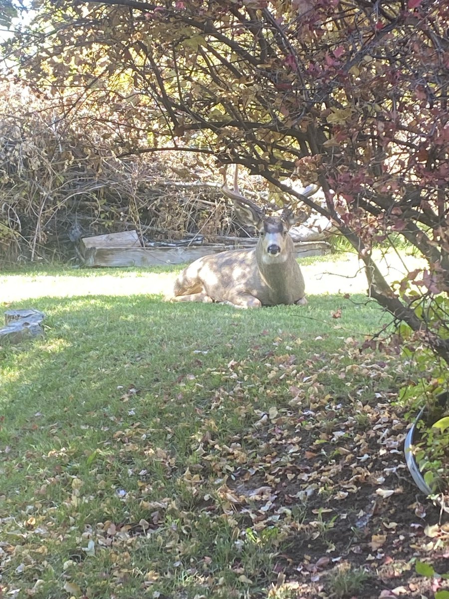 AndrewOutdoors1's tweet photo. This deer locked eyes with us in Grandmaโs yard โ my daughter was so excited! ๐ฆโค๏ธ
#OutdoorsWithAndrew #Wildlife #FamilyOutdoors #UtahNature https://t.co/GcLTqdEKe4