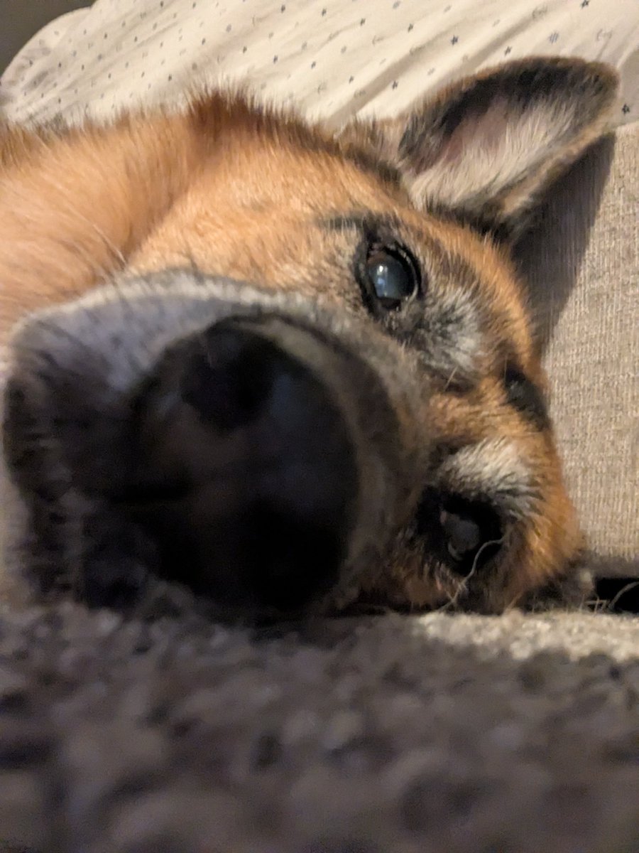 vimandlinuxuser's tweet image. It seems to me almost criminal to sell animals that you love and bond with only for them to die in a decade or two later.
Fortunately she seems mostly healthy right now, she is 11 or so