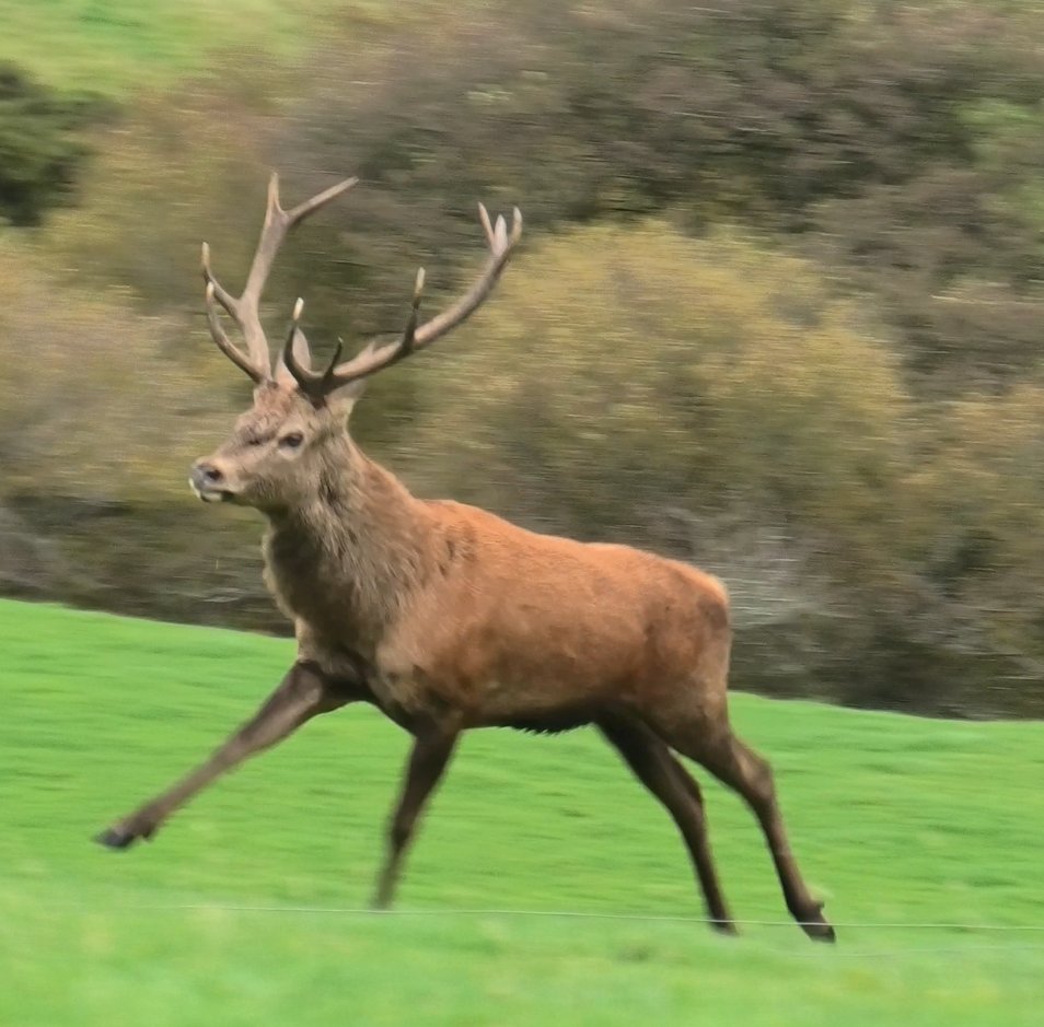 Stag saved from the Devon and Somerset Staghounds today - with help from this fine chap who led them well and truly astray!!!