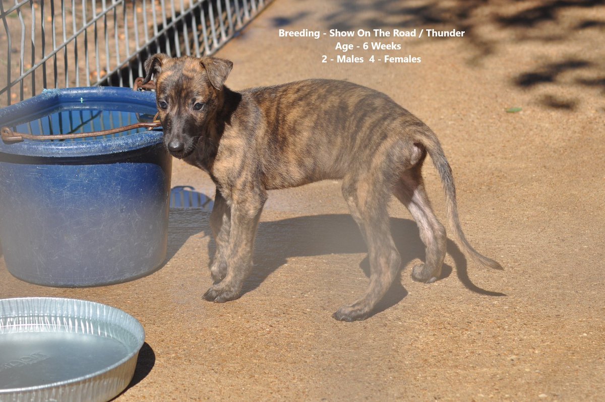 RacingGreyhound's tweet photo. Young racing greyhounds on the farm. https://t.co/lsOVx4HoAF