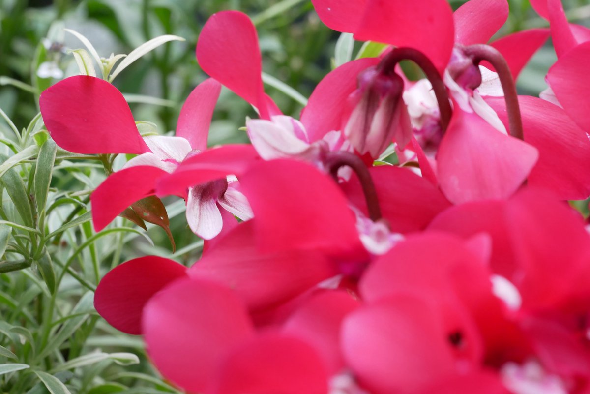 蘭花ページ ホワイト／2本立 20輪前後 - カシマ洋ラン園