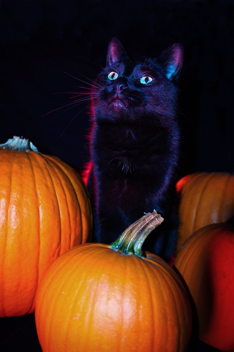 GillianHayek's tweet photo. Tobey loves pumpkins https://t.co/1Ezl7d8Cb8