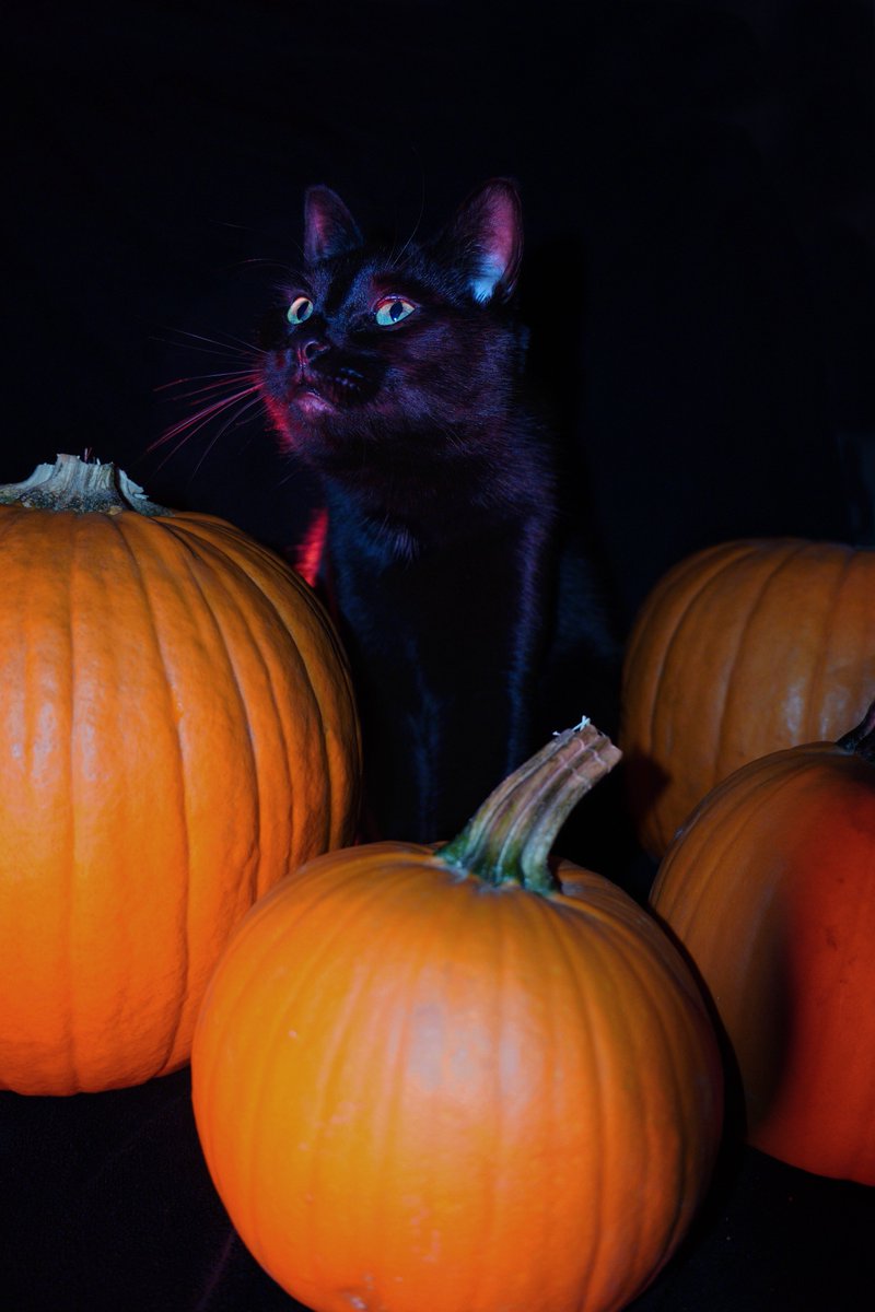 GillianHayek's tweet photo. Tobey loves pumpkins https://t.co/1Ezl7d8Cb8